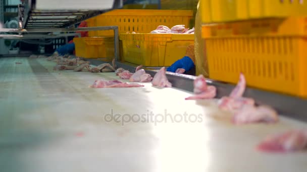 Las manos enguantadas de los trabajadores eligen alas de pollo para envasar en la planta de procesamiento. 4K . — Vídeo de stock