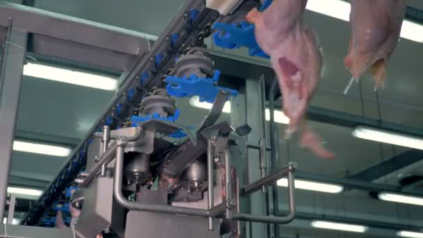 Een mechanische apparatuur voor kippenborst snijden op het werk. — Stockvideo