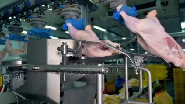 Vista ravvicinata su una linea automatica che divide le carcasse di pollo a metà. 4K . — Video Stock