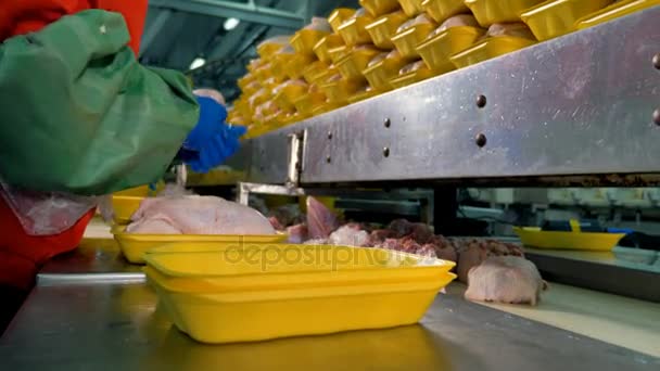 Fábrica de processamento de alimentos. Trabalhadores luvas mãos escolher e embalar peitos de frango . — Vídeo de Stock