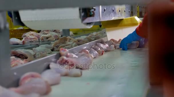 Las manos de los trabajadores quitan los tambores de pollo crudos de una línea de fábrica . — Vídeos de Stock