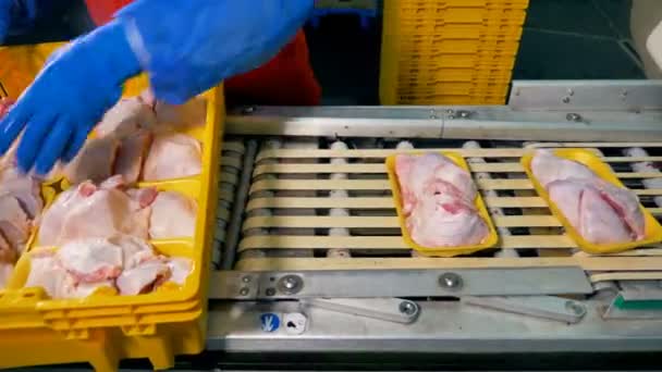 Un travailleur place des plateaux jaunes remplis de poitrines de poulet sur un tapis roulant. 4K . — Video