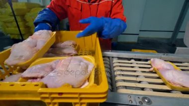 Tavuk göğsü bir konveyör gönderilen ile birçok Styrofoam tepsiler.