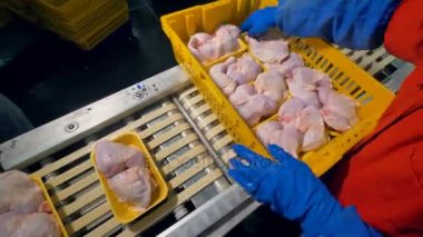 Untiring çalışan bir sepet tavuk göğsü tepsi dolu boşaltır.