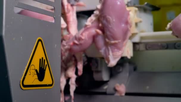 Μια μηχανοποιημένη διαδικασία deboning στα στήθη κοτόπουλο. — Αρχείο Βίντεο