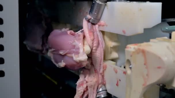 Coupeur automatique séparant la viande de poitrine de poulet de l'os . — Video