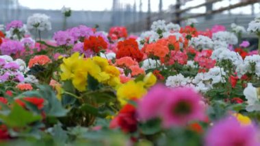 Birden çok renkli çiçek Bahçe üfleme. Endüstriyel Tesis artan sera. 4k.