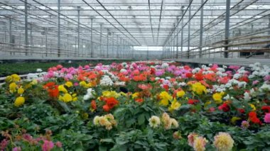 Bir sera içinde birçok farklı çiçek. 4k.