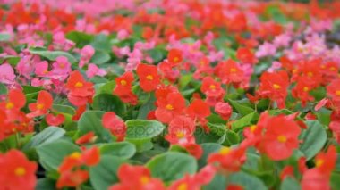 Bir bahçe üfleme canlı çiçeklenir. Endüstriyel Tesis artan sera. 4k.