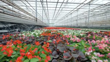 Bir sera içinde pek çok güzel çiçekler. 4k.