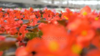 Kırmızı renkli bir bahçe üfleme çiçeklenir. Endüstriyel Tesis artan sera. 4k.