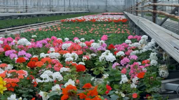 Mooie bloemen in een industriële broeikasgassen. 4k. — Stockvideo