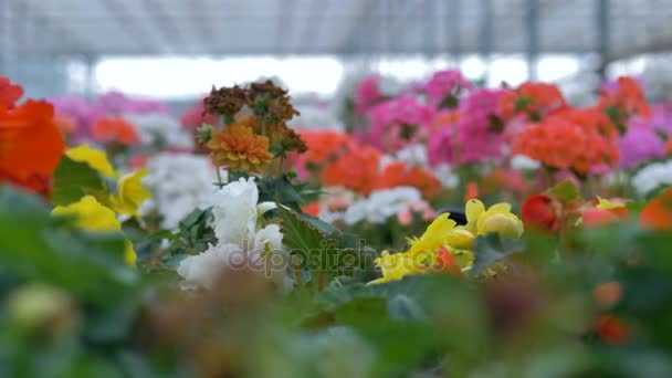 Schöne Blumen in verschiedenen Farben in einem großen Gewächshaus. 4k. — Stockvideo