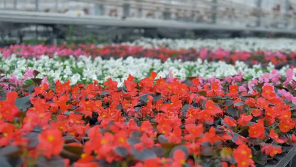 Flowerbed met diverse mooie bloemen van verschillende kleuren in een kas. 4k. — Stockvideo