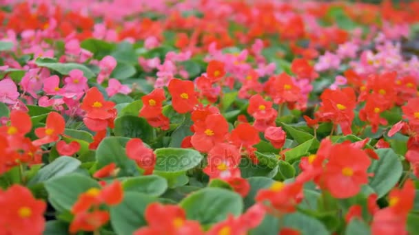 Levendige bloemen in een tuin te blazen. Fabrieksinstallaties groeiende broeikasgassen. 4k. — Stockvideo