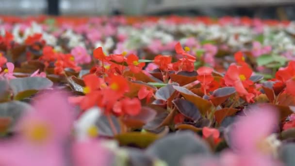 Primeros planos hermosas flores en un enorme invernadero. 4K . — Vídeo de stock