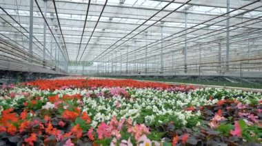 Bir sera içinde pek çok güzel çiçekler. 4k.