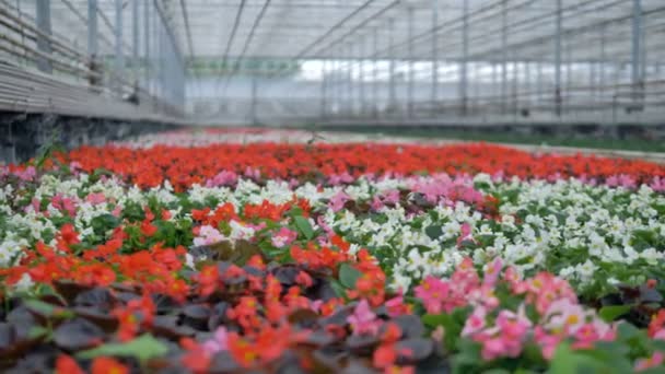 Viele schöne Blumen in einem Gewächshaus. 4k. — Stockvideo