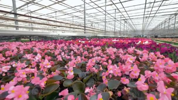 Různé krásné květy různých barev ve skleníku. 4k. — Stock video