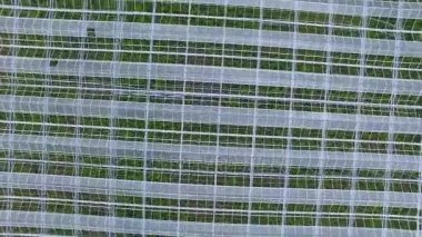 Üstten Görünüm, görünüm fron bir sera üzerinde yukarıda. Tarım, tarım kavramı. 4k.