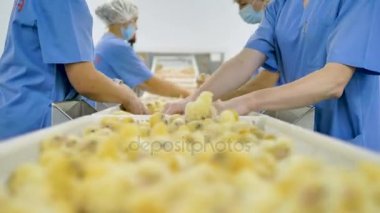 Tavuk çiftliği. Genç kümes hayvanları konveyör tavuk.