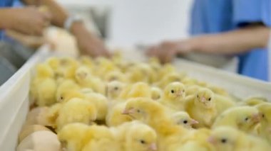 Kümes hayvanları işçi bebek tavuk kümes hayvanları convetor, sıralama. Tarım sanayi.