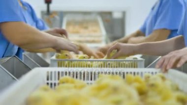 Sevimli civciv kümes hayvanları konveyör bir tavuk çiftliğinde. Bebek tavuk sıralama kümes hayvanları işçi.