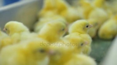 Çok şirin bebek hatunla kümes hayvanları konveyör taşıma bir tavuk çiftliğinde. 4k.