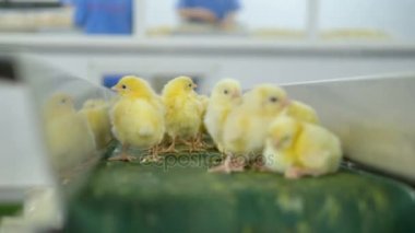 Küçük civciv, kümes hayvanları, bir konveyör satırında. 4k.