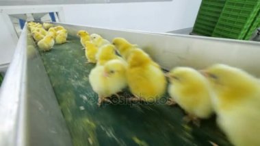 Sevimli sevimli tavuklar kümes hayvanları bandında hareket.