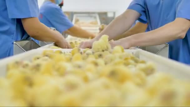 Trabajadores avícolas clasificando pollitos en fábrica. Industria agraria . — Vídeo de stock