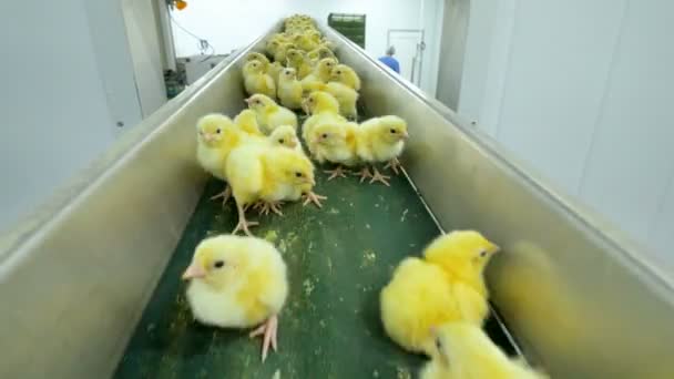 Brud på en fjäderfä. Industriella gård, nyfödda söta kycklingar på ett transportband. — Stockvideo