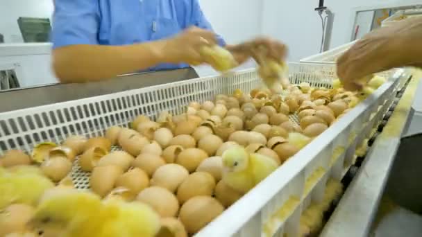Lavoratori del pollame che selezionano polli piccoli. Pulcini carini in un allevamento di pollame, trasportatore di pollame. 4K . — Video Stock