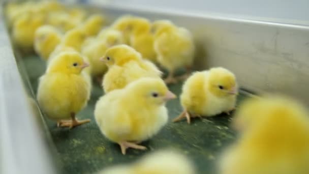Lot of newborn chicks moving on poultry conveyor. 4K. — Stock Video