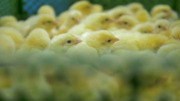 Pequeño lindo, encantador pollo bebé en aves de corral. 4K . — Vídeo de stock