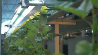 Endüstriyel makine uzun taşıma güller kök.