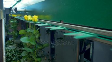 Gül çiçek Fabrikası'nda işleme.