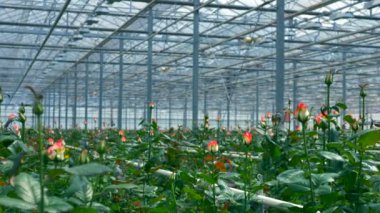 Büyük serada büyüyen gül.