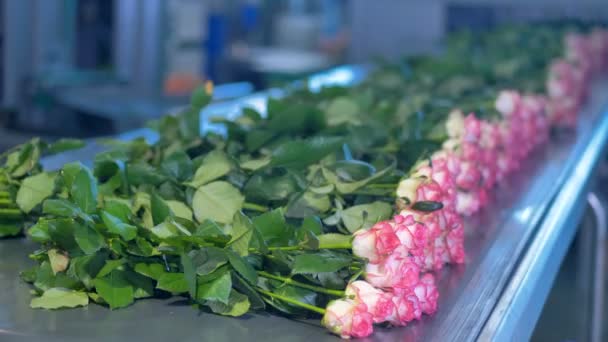 Rosen werden in industrieller Blumensortieranlage auf Förderband gelegt. — Stockvideo