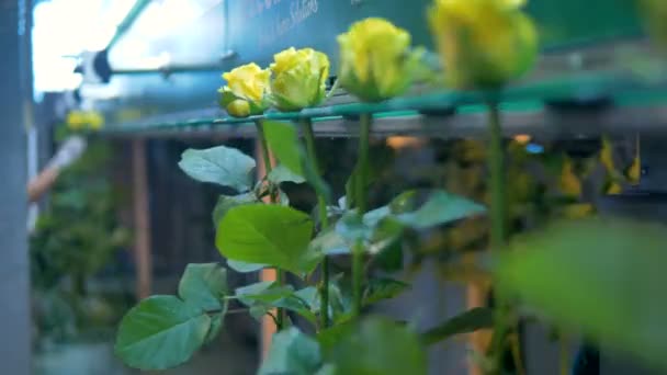 Rosas amarillas clasificadas en plantas industriales de flores . — Vídeos de Stock