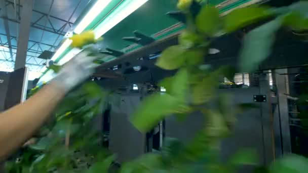 Tratamiento de rosas en la fábrica de flores . — Vídeo de stock