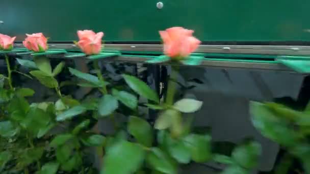 Attrezzature di fabbrica che trasportano fiori a fusto lungo . — Video Stock