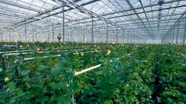 Çok sayıda çiçek üreten büyük sera.