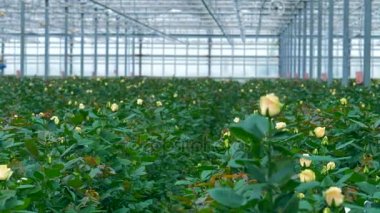 Büyük serada büyüyen beyaz güller.