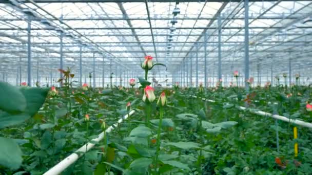 Enormous greenhouse producting roses for sale. — Stock Video