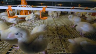 Tavuk çiftliği, tavuk. Kümes hayvanları üretimi. 4k.