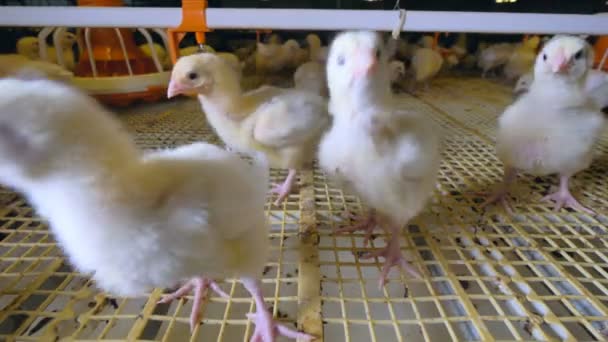 Granja de Pollos. Pollos en granja avícola . — Vídeos de Stock