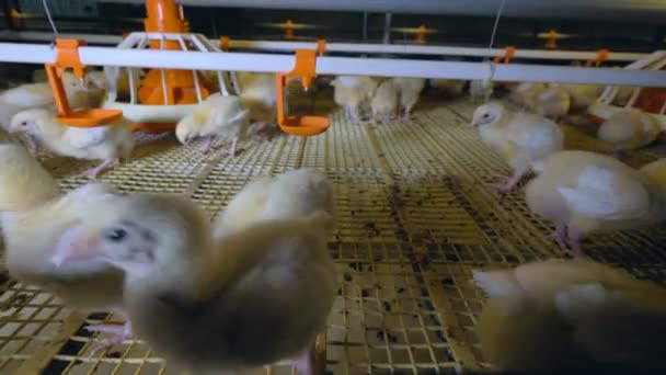Κότες στο αγρόκτημα κοτόπουλου. Η παραγωγή κρέατος πουλερικών. 4k. — Αρχείο Βίντεο