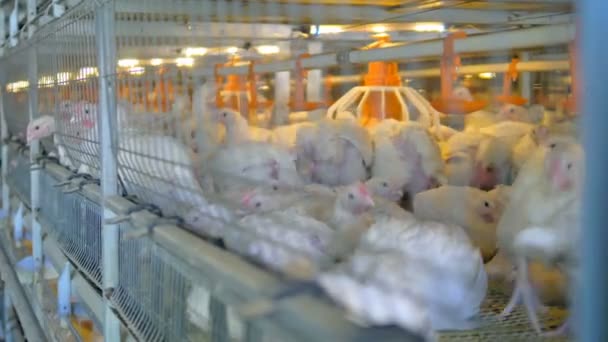 Tavuk tavuk, çiftlik. Kümes hayvanları üretimi. 4k. — Stok video