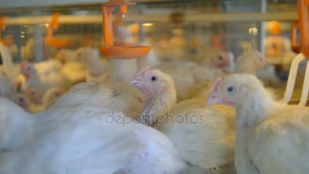 Pollos en una granja avícola. 4K . — Vídeo de stock